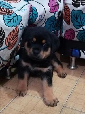 Venta Rotweiler