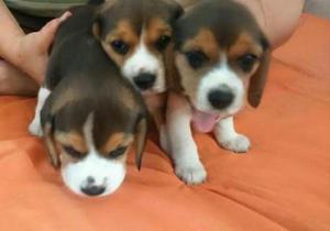 hermosos beagles enanitos