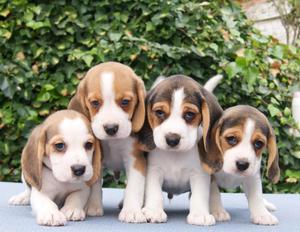 hermosos beagles enanitos puros super bellos
