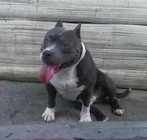 American Bully para Monta