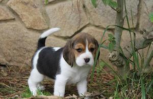 Beagles Variedad de Razas Aqui
