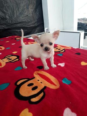 Bellos Chihuahua Disponible