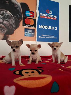 Bellos Chihuahuas para Venta