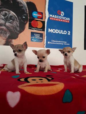 Bolsilleros Chihuahuas para Venta