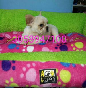 Bulldog Frances