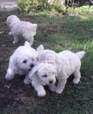 Cachorritos Poodle Mini Toy