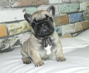 Cachorros Bull Dog Frances con Pedigri.