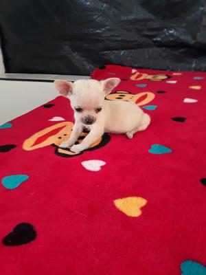 Chihuahua Bolsillero Disponible