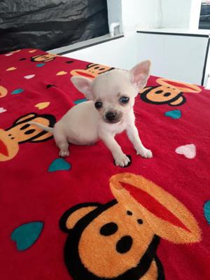 Chihuahua Miniatura a La Venta