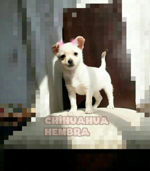 Chihuahua!!!..super Preciooo...