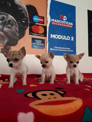 Chihuahuas Chihuahuaeños Originales Mini