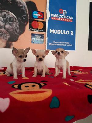 Chihuahueños Chihuahuas Mini en Venta