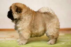 Chow Chow Tipo Oso