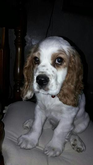 Cocker