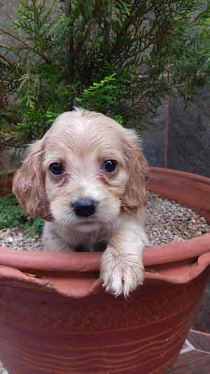 Cocker Spaniel