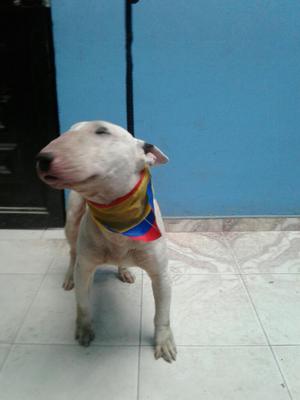 Doy en Adopcion