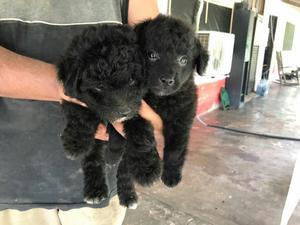 French Poodle, Al Día Carnet de Vacunas