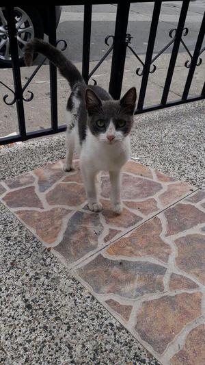 GATICA EN ADOPCION