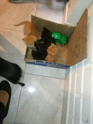 GATICOS EN ADOPCION