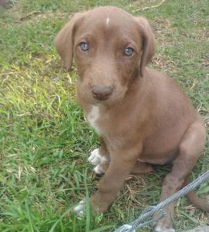 ★ GRATIS, Adopta 7 Cachorros, 3 meses, Machos, Hembras,