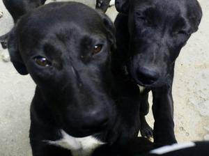 ★ GRATIS BOGOTA, Adopta Cachorros, Cruce Pitbull Labrador,