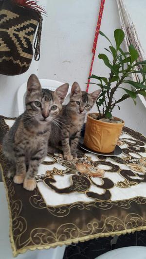 Gaticas en Adopcion