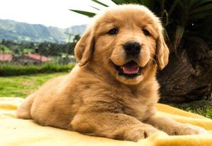 HERMOSOS CACHORROS GOLDEN RETRIEVER