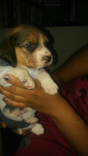 Hermosas Beagle Hembras