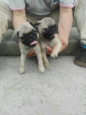 Hermoso Cachorro de Dos Meses de Nacido