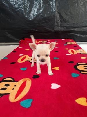 Hermoso Chihuahua Disponible