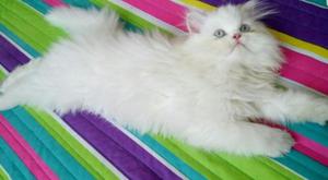 Hermoso Gato Persa Disponible para Monta