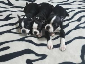 Hermosos Boston Terrier