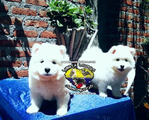 Hermosos Y Adorables Cachorros Samoyedo