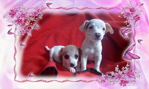 Jack Russell Terrier en Venta Al 