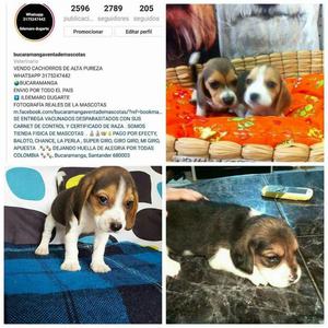 Lindos Beagle Tricolor