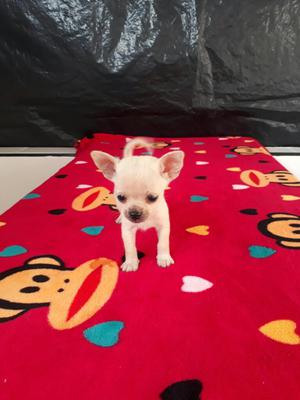 Lindos Chihuahua Disponible
