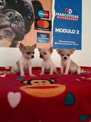 Miniaturas Chihuahuas para Venta