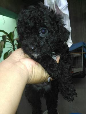 Perrito Y Perrita French Poodle