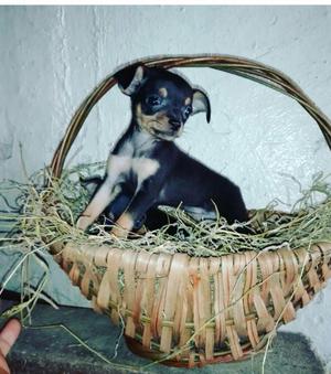 Pinscher Bolsillos