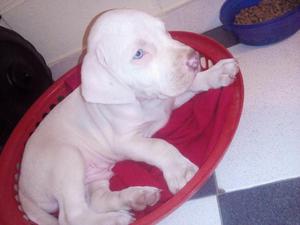 Pitbull Terrier Blanco 2 Meses de Edad