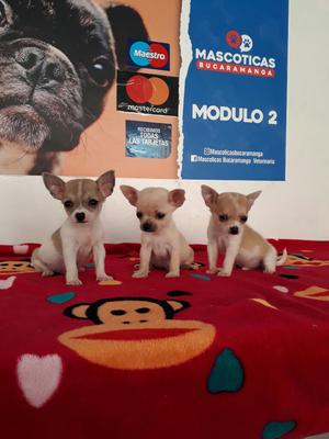 Reminiaturas Chihuahuas para Venta