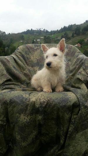 Scottish Terrier Hembra Hermosa