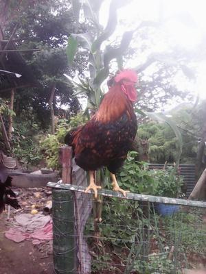 Se Vende Dos Gallos