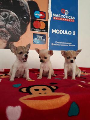Se Venden Espectaculares Chihuahuas Mini