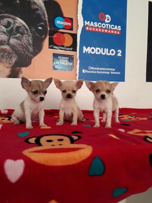 Se Venden Hermosos Chihuhauas Bolsillero