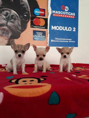 Se Venden Miniaturas Chihuahuas