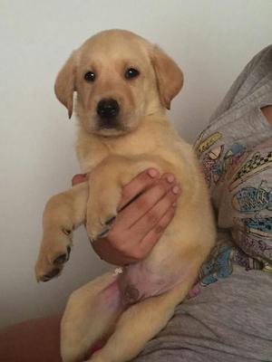 Vendo Hermoso Cachorro Labrador