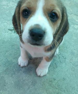 Vendo Lindas Cachorras Beagle