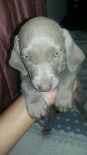 Vendo O Permuto Cachorros Weimaraner