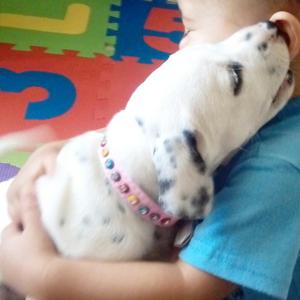 Vendo Perrita de Raza Pura Dalmata